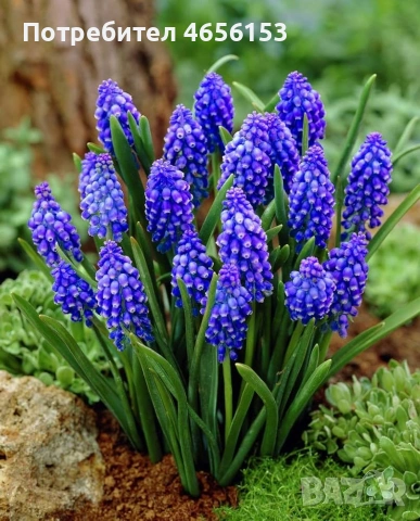 ЛУКОВИЦИ - ЛАЛЕТА , ЕСЕНЕН ЖЪЛТ МИНЗУХАР и  МУСКАРИ, снимка 8 - Сортови семена и луковици - 53841580