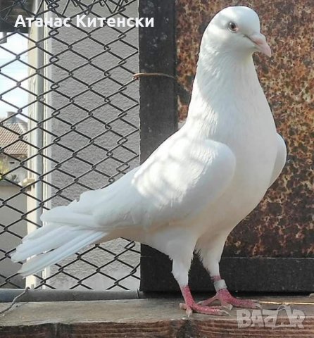 Пазарджишки  високолетачи , снимка 9 - Гълъби - 30874877