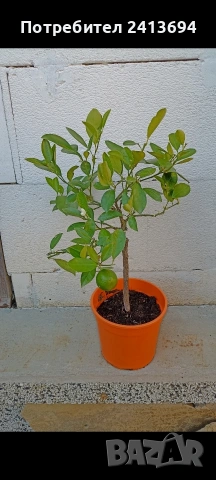 каламондин, снимка 4 - Градински цветя и растения - 53140374