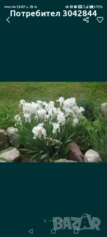 Продавам луковици на хемерокалис и бял ,жълт  и лилаво и бяло ирис., снимка 1