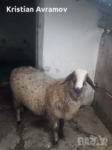 Продавам коч на 1 година 