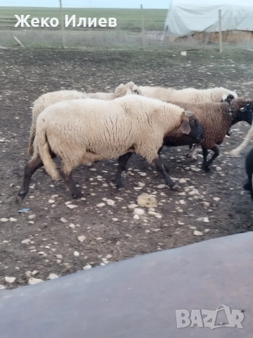 Продавам плевенски черноглав коч, снимка 7 - Овце - 53184637