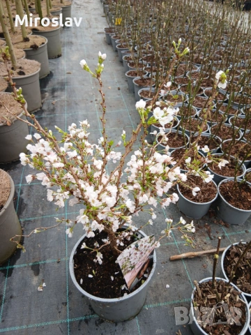Японска вишна/(Фуджи череша), снимка 7 - Градински цветя и растения - 53890655