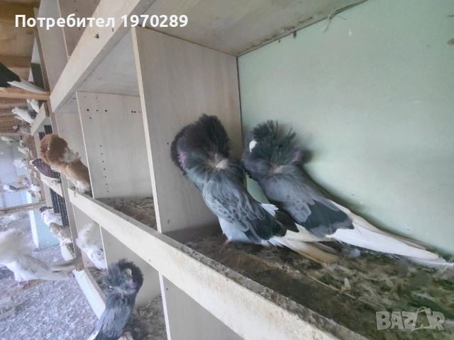 Якалии, снимка 2 - Гълъби - 54283356