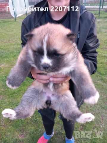 Акита ину, снимка 8 - Акита ину - 52964150