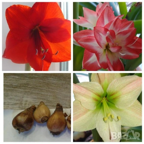 Луковици на Амаралис ( 3 цвята)