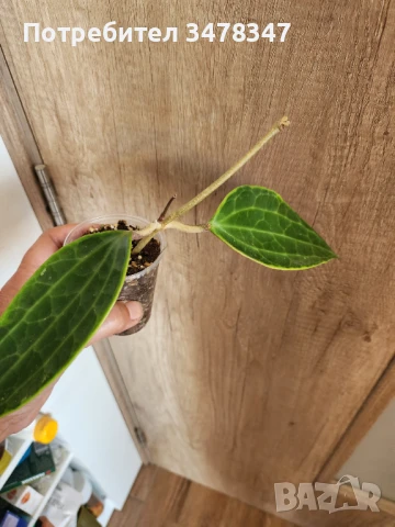 Хоя Macrophylla Albomarginata, снимка 3 - Стайни растения - 51270292