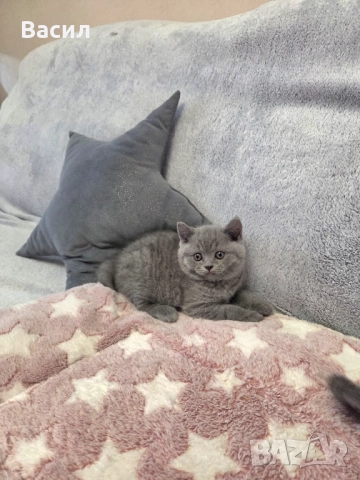 Продавам британски късокосмести котета, снимка 8 - Британска късокосместа - 46684108