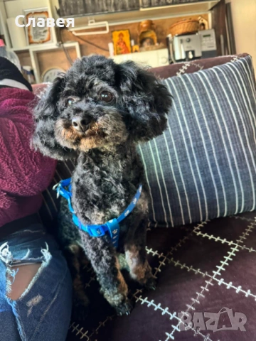 Продавам мини пудел , снимка 3 - Пудели - 54159916