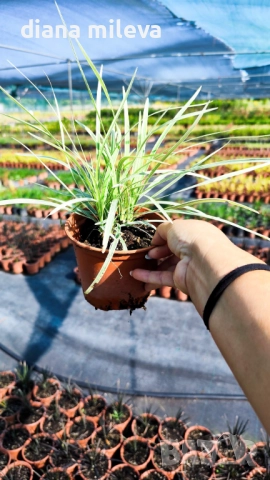 Лириопе Мускари, Liriope muscari 'Variegata', снимка 9 - Градински цветя и растения - 51899094