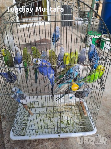 Вълнисти папагали, снимка 4 - Папагали - 34713871