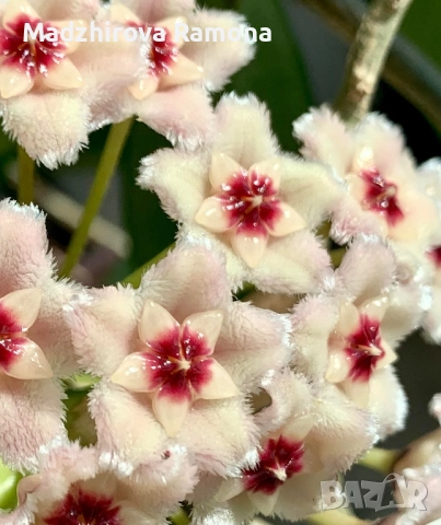 Hoya Carnosa nova ghost , снимка 1