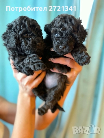 Мини пуделчета, снимка 8 - Пудели - 52762580