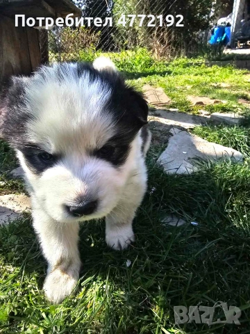 Малки Сибирски Хъскита, снимка 11 - Хъски - 53917126