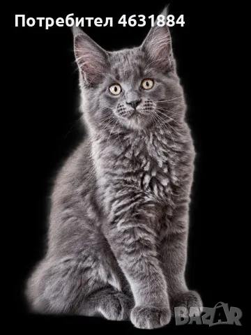 Коте от породата Мейн Кун