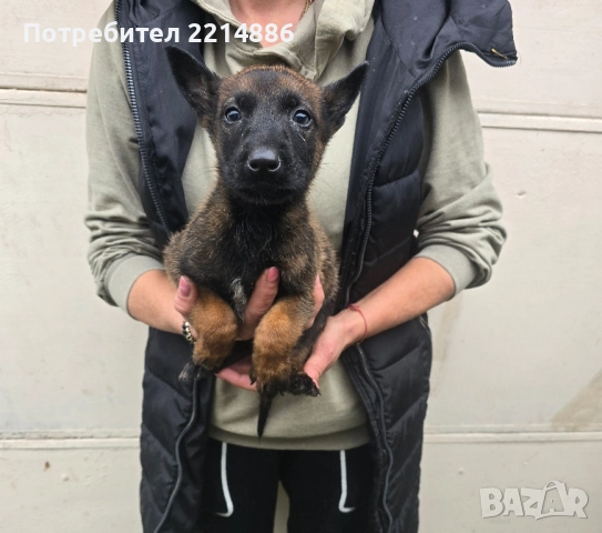 Белгийски овчарки-Малиноа , снимка 11 - Други - 52341802