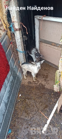 кози с ярета .козлета, снимка 4 - Кози - 54073782