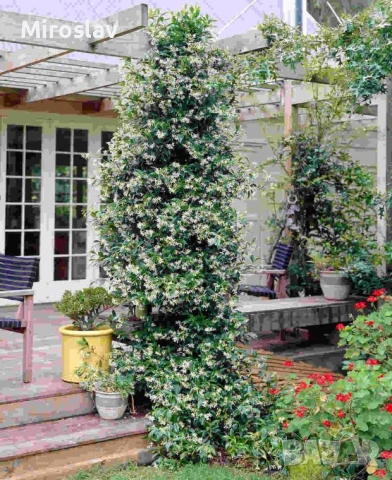 Жасмин (Вариегата), снимка 4 - Градински цветя и растения - 54219622