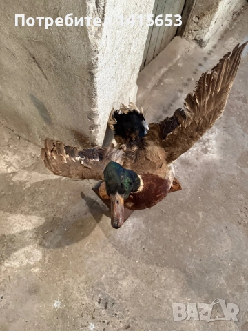 Продавам зеленоглава патица