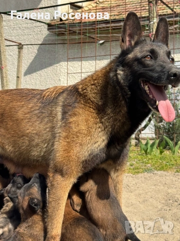 Белгийска овчарка Малиноа