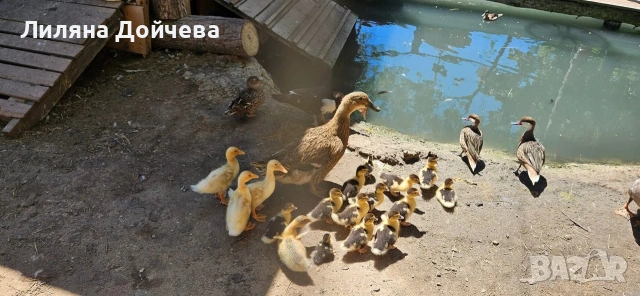 Бунгало "ПРИ Приятели" - къмпинг Созопол еко, снимка 12 - Почивки на море - 53012466