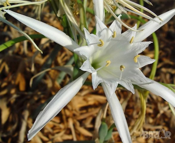 семена на пясъчна лилия , снимка 1
