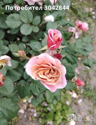 Продавам резници от различни видове рози., снимка 2 - Стайни растения - 52050658