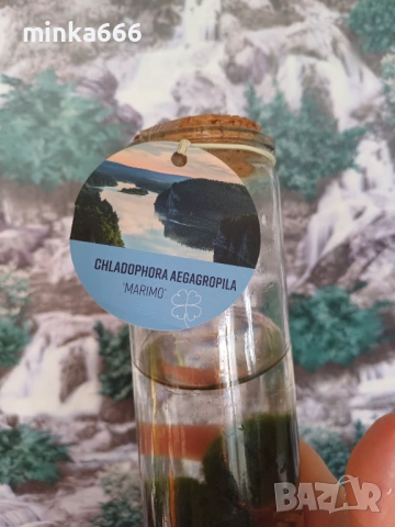 Маримо-Японски водорасли изпълняващи желания, снимка 2 - Стайни растения - 53002716