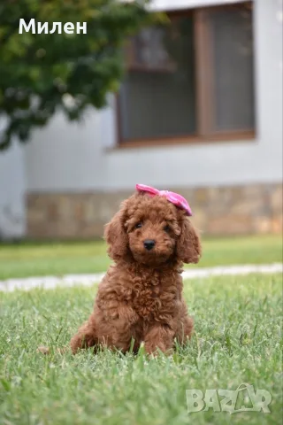 Той пудел Toy poodle, снимка 7 - Пудели - 55006000