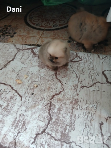 Mini pomeran, снимка 14 - Померан - 53295995