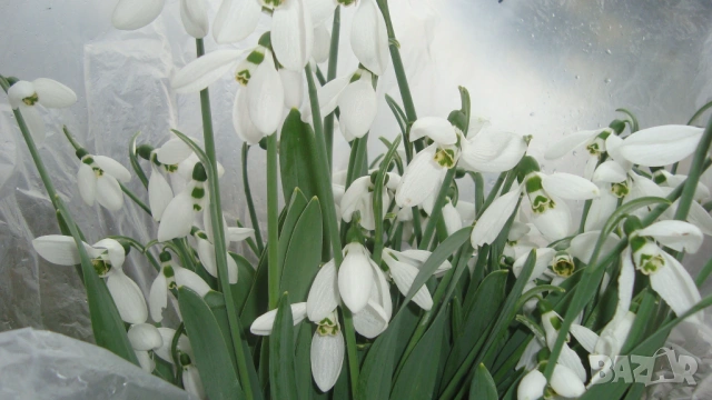 Кокиче (Galanthus), снимка 3 - Градински цветя и растения - 53098712