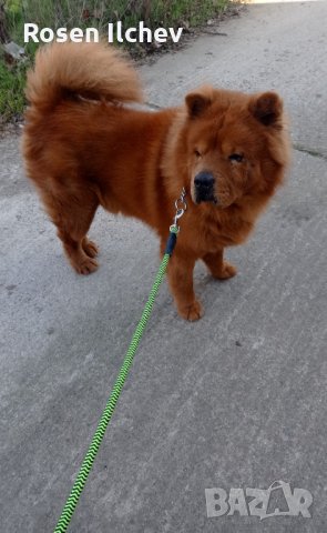 Хотел за кучета,зайци,гризачи ,птици и котки, снимка 7 - Ветеринари и услуги - 32793072