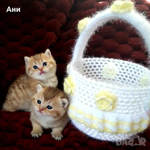 УНИКАЛНИ БРИТАНСКИ ЗЛАТНИ ЧИНЧИЛИ