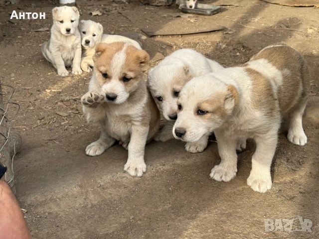 Алабай (Средно Азиатска овчарка), снимка 2 - Алабай - 52940508