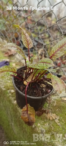 Киселец - Лапад, снимка 6 - Градински цветя и растения - 54020372