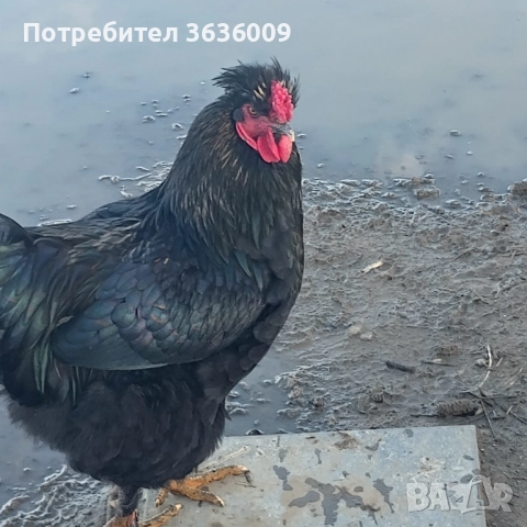 Продавам петли , снимка 3 - Кокошки и пуйки - 52511823