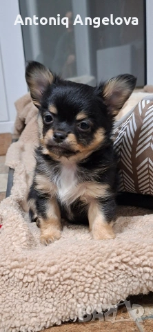 момченце чихуа на два месеца , снимка 5 - Чихуахуа - 54017806