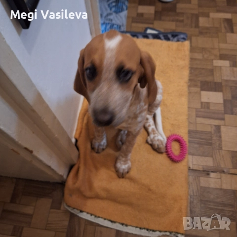 Продавам ловджиско куче порода руска пегмея