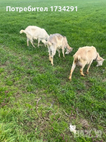 Продавам кози