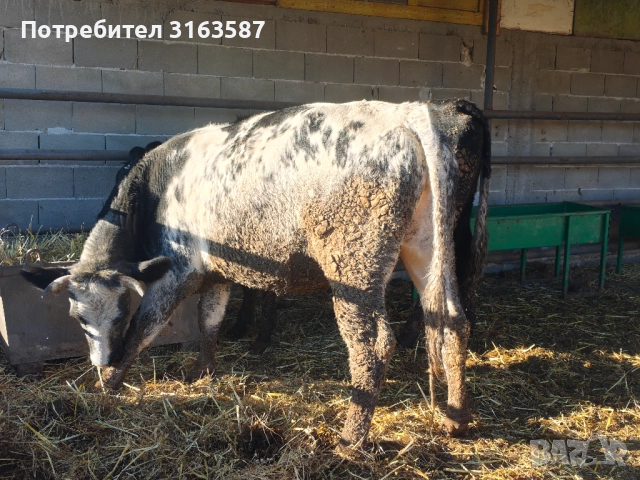 Заплодени юници и крава, снимка 3 - Крави - 52544282