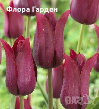 ЛАЛЕТА - луковици, снимка 6 - Градински цветя и растения - 56437026