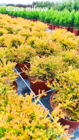 Западна туя Рейнголд (Thuja occidentalis Rheingold), студоустойчива, снимка 10 - Градински цветя и растения - 37392581