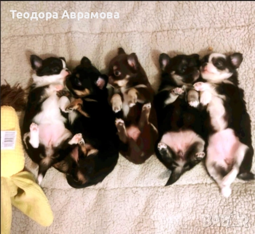 Дългокосмести момичета чихуахуа, снимка 2 - Чихуахуа - 52820965