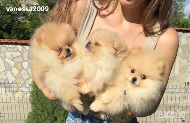 Померани , снимка 11 - Померан - 39236008