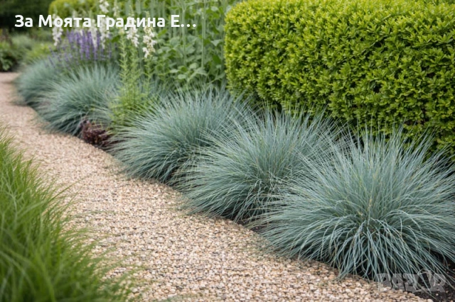 Фестука - Синя трева 