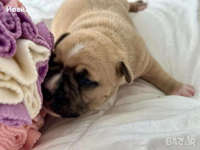 Американски Стафордширски Териер, снимка 12 - Американски стафордширски териер - 54329768