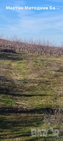 Овощна градина череши 14 декара и още 6 декара земеделска земя общо 20 декара има вода 