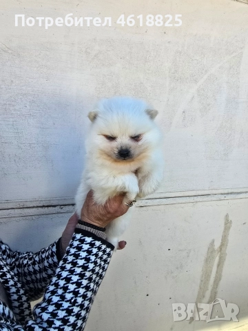 Померани, снимка 7 - Померан - 52948761