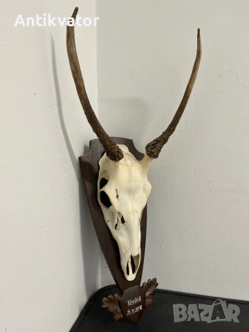 Много красив шилар, снимка 8 - Други - 54240918