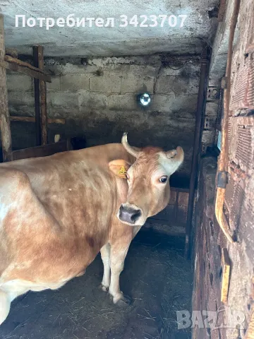 Продавам крава за клане